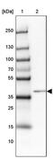HNF-6 antibody, PA5-51938, Invitrogen Antibodies, Western Blot image 