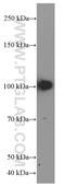 Toll Like Receptor 4 antibody, 66350-1-Ig, Proteintech Group, Western Blot image 