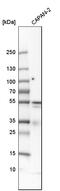 Thymidine Phosphorylase antibody, HPA001072, Atlas Antibodies, Western Blot image 