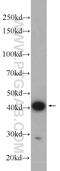 Cilia And Flagella Associated Protein 36 antibody, 24276-1-AP, Proteintech Group, Western Blot image 