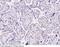 Cyclin Dependent Kinase 2 antibody, 100803-T08, Sino Biological, Immunohistochemistry frozen image 