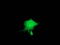 ZFP36 Ring Finger Protein antibody, LS-C785605, Lifespan Biosciences, Immunofluorescence image 