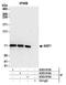Nuclear Transcription Factor, X-Box Binding 1 antibody, A303-915A, Bethyl Labs, Immunoprecipitation image 