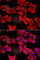 Thyroid Hormone Responsive antibody, A7232, ABclonal Technology, Immunofluorescence image 