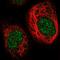 Nucleoporin 54 antibody, NBP1-85899, Novus Biologicals, Immunofluorescence image 