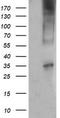 CD1c Molecule antibody, TA505387, Origene, Western Blot image 