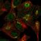 Vacuolar protein sorting-associated protein 54 antibody, HPA070582, Atlas Antibodies, Immunofluorescence image 