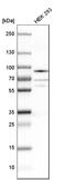Heterogeneous nuclear ribonucleoprotein R antibody, HPA026092, Atlas Antibodies, Western Blot image 