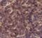 Caspase 1 antibody, FNab01284, FineTest, Immunohistochemistry paraffin image 