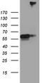 Semaphorin 3G antibody, LS-C795934, Lifespan Biosciences, Western Blot image 