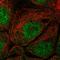 EF-Hand Calcium Binding Domain 1 antibody, HPA069955, Atlas Antibodies, Immunofluorescence image 