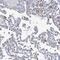 Rhotekin 2 antibody, HPA038446, Atlas Antibodies, Immunohistochemistry frozen image 