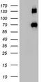 CD68 Molecule antibody, TA803046S, Origene, Western Blot image 