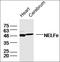 NELF-E antibody, orb221696, Biorbyt, Western Blot image 