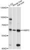 Hyaluronan-binding protein 2 antibody, LS-C749565, Lifespan Biosciences, Western Blot image 