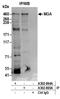 MAD5 antibody, A302-864A, Bethyl Labs, Immunoprecipitation image 