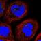 Scgf antibody, NBP1-88076, Novus Biologicals, Immunofluorescence image 
