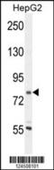 Coronin 7 antibody, 55-402, ProSci, Western Blot image 