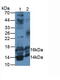 Insulin Like Growth Factor 1 antibody, abx131938, Abbexa, Western Blot image 