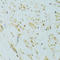 X-Box Binding Protein 1 antibody, A14651, ABclonal Technology, Western Blot image 