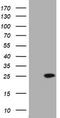KRAS Proto-Oncogene, GTPase antibody, TA801244S, Origene, Western Blot image 