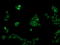 RAB30, Member RAS Oncogene Family antibody, LS-C174281, Lifespan Biosciences, Immunofluorescence image 