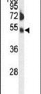 Fc Receptor Like 4 antibody, PA5-26846, Invitrogen Antibodies, Western Blot image 