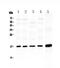 Heat shock protein beta-6 antibody, A07981-1, Boster Biological Technology, Western Blot image 