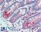 Extended Synaptotagmin 1 antibody, LS-A9549, Lifespan Biosciences, Immunohistochemistry paraffin image 
