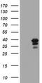 MAGE Family Member B18 antibody, TA502633, Origene, Western Blot image 