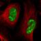 ATP-dependent RNA helicase A antibody, HPA055684, Atlas Antibodies, Immunofluorescence image 