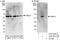 Proteasome 26S Subunit, ATPase 1 antibody, A303-820A, Bethyl Labs, Western Blot image 