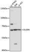 Dual Specificity Phosphatase 8 antibody, 18-181, ProSci, Western Blot image 