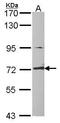 Dihydropyrimidinase-related protein 1 antibody, GTX114940, GeneTex, Western Blot image 