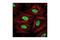 Histone H3 antibody, 9725S, Cell Signaling Technology, Immunofluorescence image 