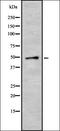 Cytochrome P450 2F1 antibody, orb337705, Biorbyt, Western Blot image 