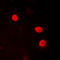Hmg17 antibody, LS-C359017, Lifespan Biosciences, Immunofluorescence image 