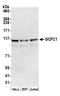 PAX3 And PAX7 Binding Protein 1 antibody, A303-166A, Bethyl Labs, Western Blot image 