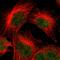 Kelch Like Family Member 8 antibody, HPA013856, Atlas Antibodies, Immunofluorescence image 