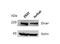 Kallikrein Related Peptidase 6 antibody, orb100102, Biorbyt, Western Blot image 