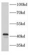 FA Complementation Group L antibody, FNab03011, FineTest, Western Blot image 