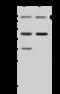 Centromere/kinetochore protein zw10 homolog antibody, 203241-T38, Sino Biological, Western Blot image 