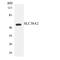Solute Carrier Family 38 Member 2 antibody, LS-C200690, Lifespan Biosciences, Western Blot image 