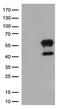 Hepatitis A Virus Cellular Receptor 2 antibody, TA812506, Origene, Western Blot image 