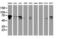 Dystrobrevin beta antibody, M02729-1, Boster Biological Technology, Western Blot image 
