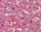 Fibrinogen Beta Chain antibody, 51-301, ProSci, Immunohistochemistry frozen image 