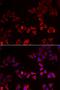 LIM and senescent cell antigen-like-containing domain protein 1 antibody, PA5-76925, Invitrogen Antibodies, Immunofluorescence image 