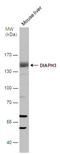 DRF3 antibody, GTX102892, GeneTex, Western Blot image 
