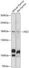 Jagged Canonical Notch Ligand 2 antibody, 15-447, ProSci, Western Blot image 