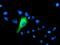 Interferon Induced Protein 35 antibody, M08415, Boster Biological Technology, Immunofluorescence image 